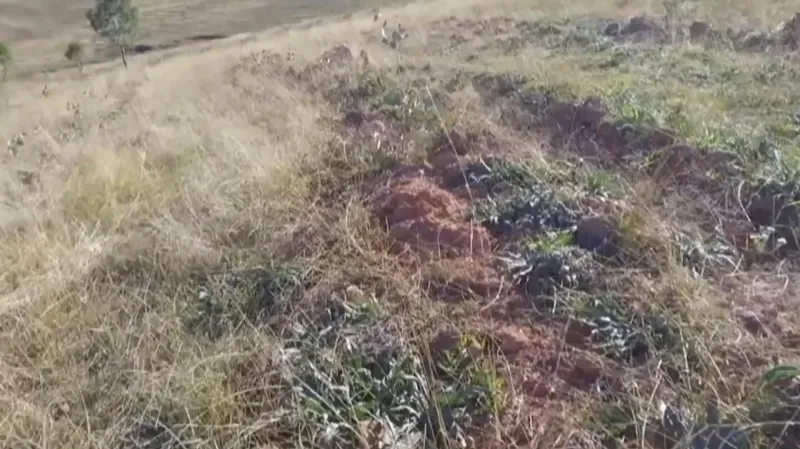 Mladé stromky jsou vysazeny do uměle vytvořených brázd