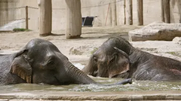 Sloni v Zoo Praha se chladí v koupacím jezírku