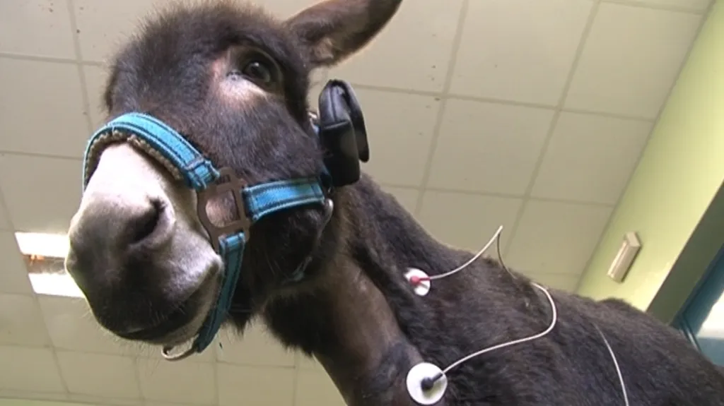 Oslice Rebeka prodělala unikátní operaci