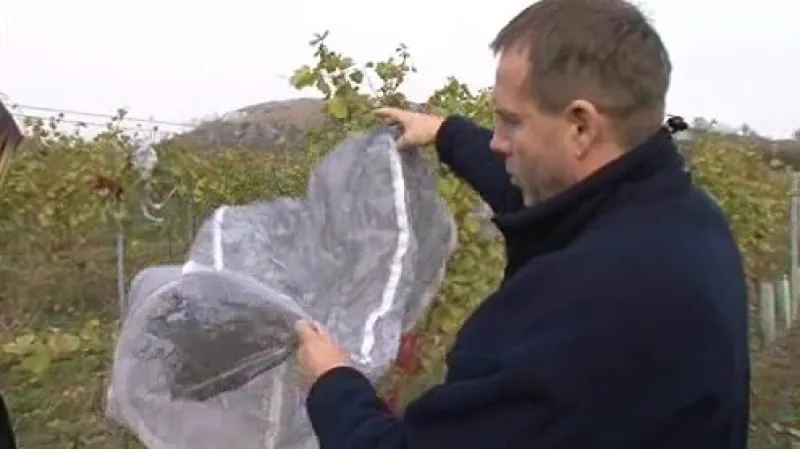 Pozůstatky po papírových lampionech