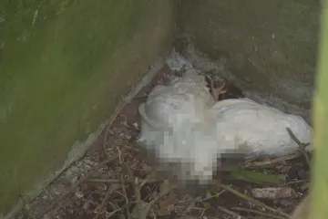 Škoda na chovu zasaženém ptačí chřipkou v Kosičkách je kolem 300 milionů korun