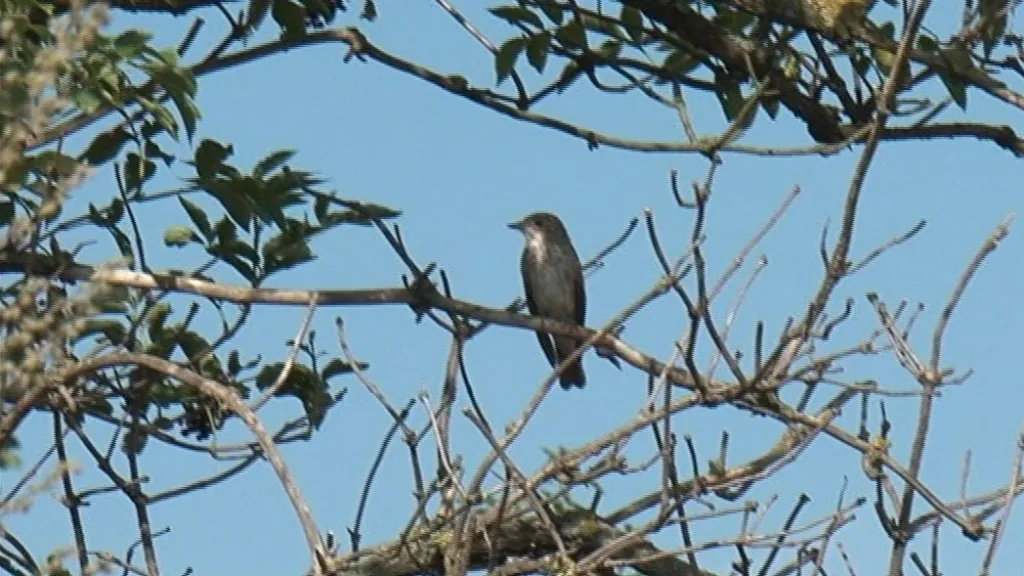 Díky snaze některých lidí polních ptáků v některých oblastech přibylo