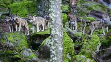 Vlci v návštěvnickém centru v Srní (24. ledna 2024)
