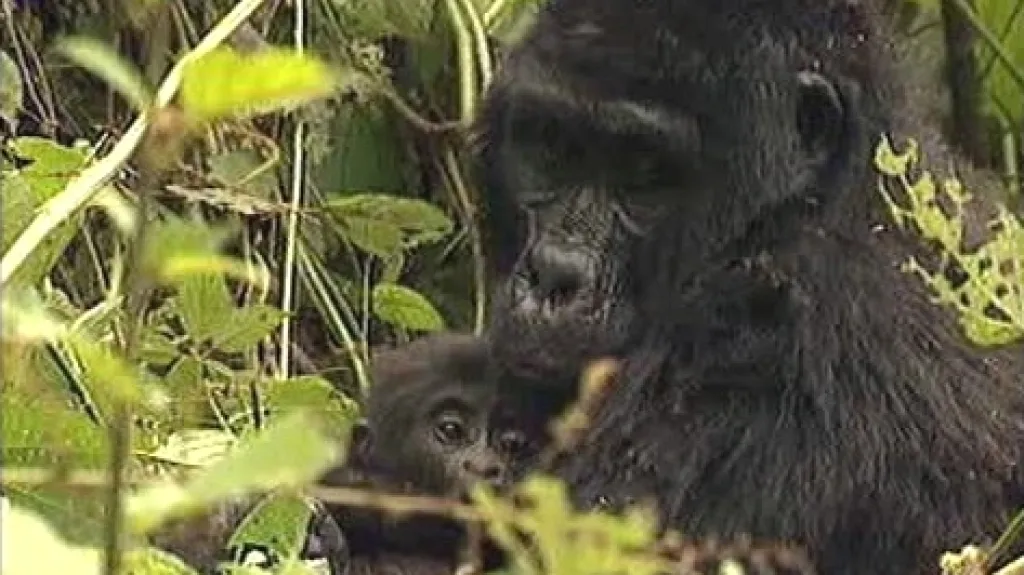 Gorilí samice s mládětem