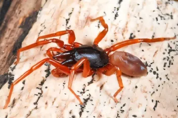 Pavouk z Kanárských ostrovů přišel o půlku genomu. Vůbec mu to nevadí