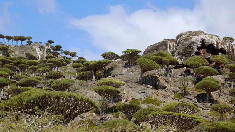 Ostrov Sokotra - ohrožený druh dračince