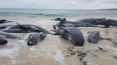 Velryby uvízlé na australské pláži