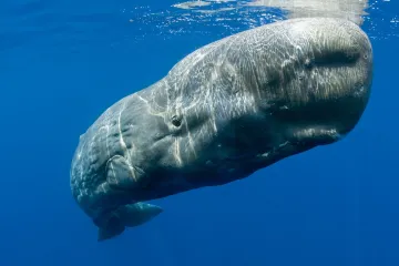 Vědci poprvé natočili, jak vorvaň dává hlavičku