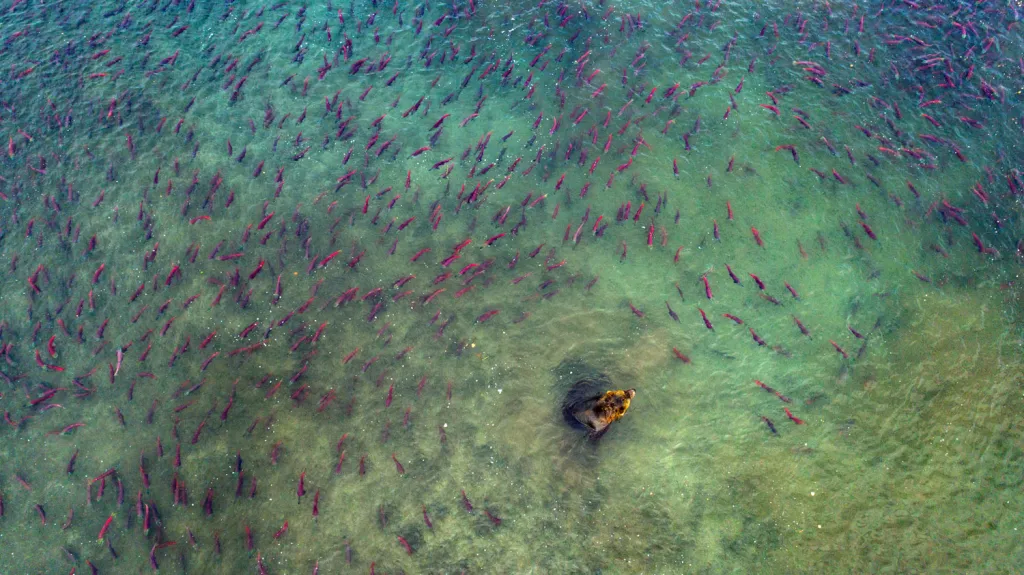Zvláštní ocenění v kategorii Země a klima. Jezero Kuril na jihu Kamčatky. Medvěd uprostřed hejna ryb čeká na vhodnou příležitost. Populace lososů celosvětově prudce klesá a pokud tento trend bude pokračovat, medvědi jako tento budou trpět nedostatkem.