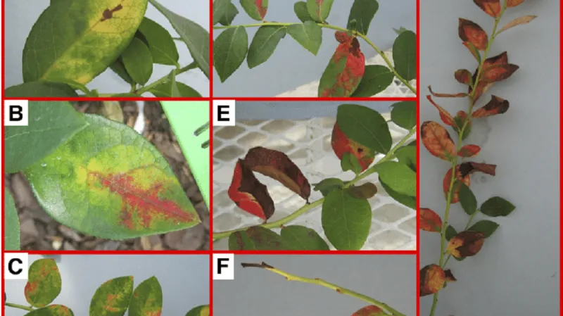Symptomy rostliny zasažené bakterií Xylella fastidiosa