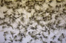 Virus zika podle vědců možná přenášejí i běžní tropičtí komáři 