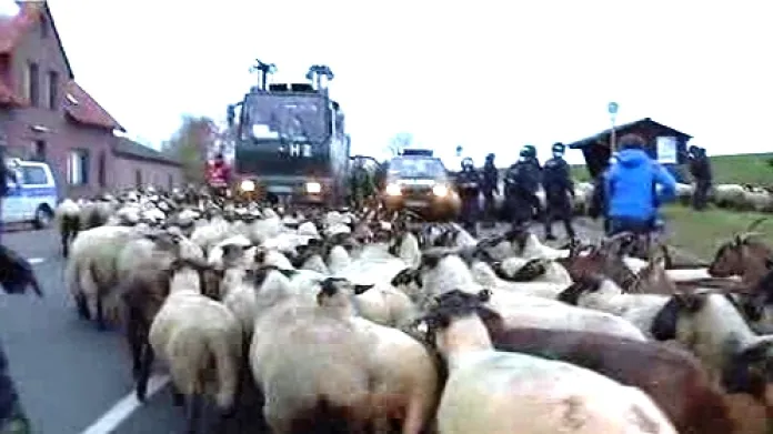 Demonstranti nahnali na trasu jaderného odpadu ovce a kozy