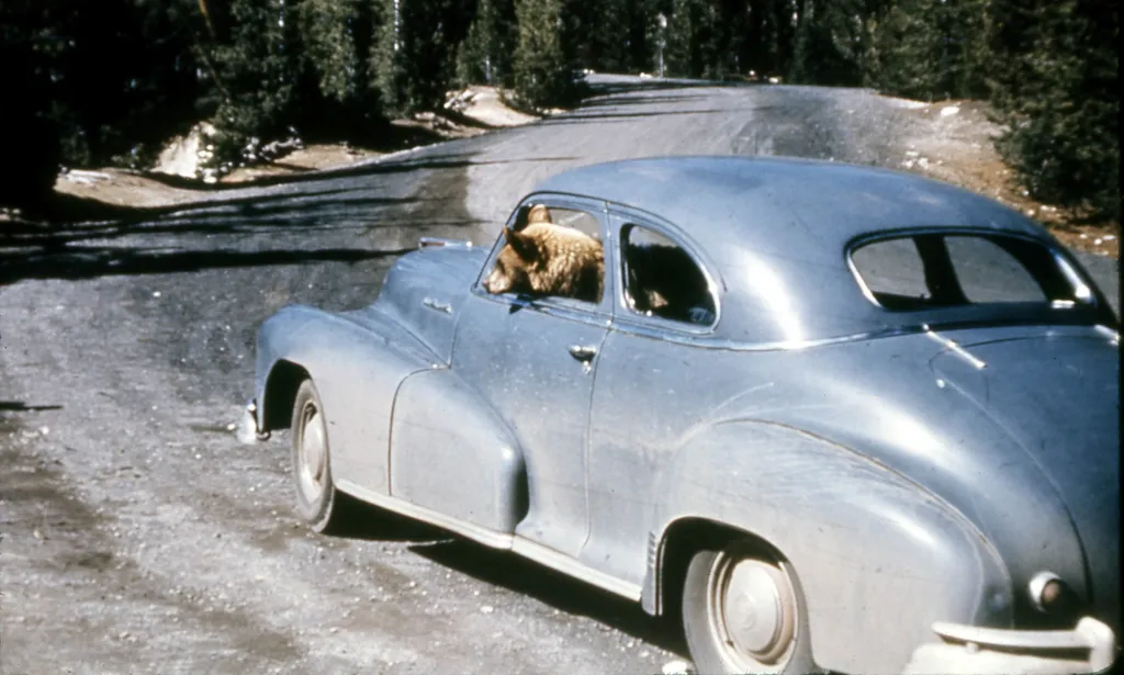 Na sedadle vozu v Yellowstonském národním parku ve Wyomingu sedí medvěd, který si vyzkoušel roli řidiče