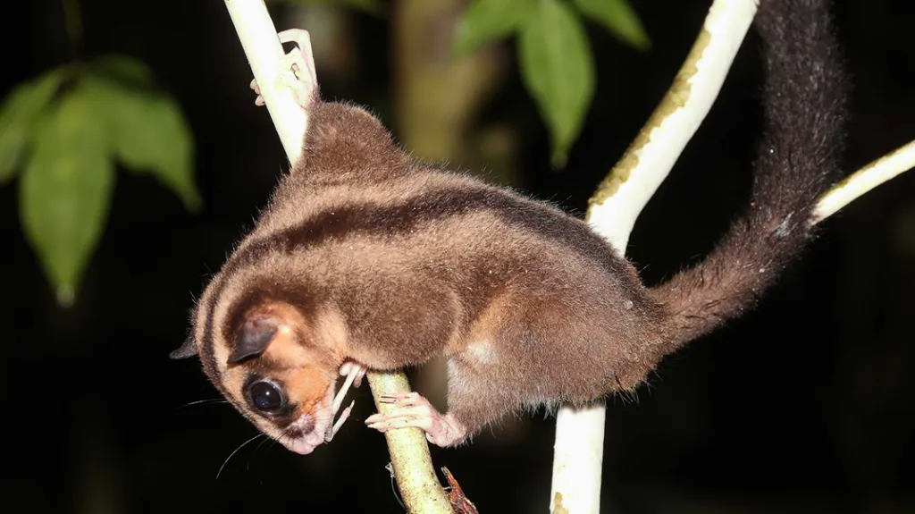 Nově objevený Dactylonax kambuayai