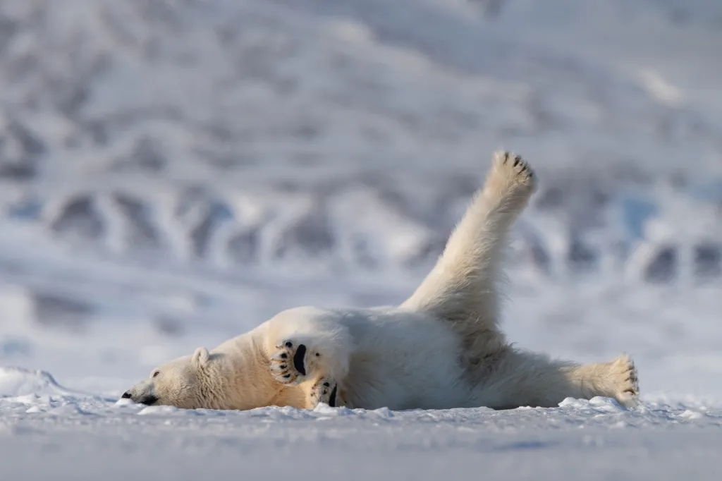 Medvěd lední při józe na Špicberkách