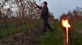 Pole s borůvkami v Německu chrání před mrazem oheň a kouř ze zapálených pochodní.