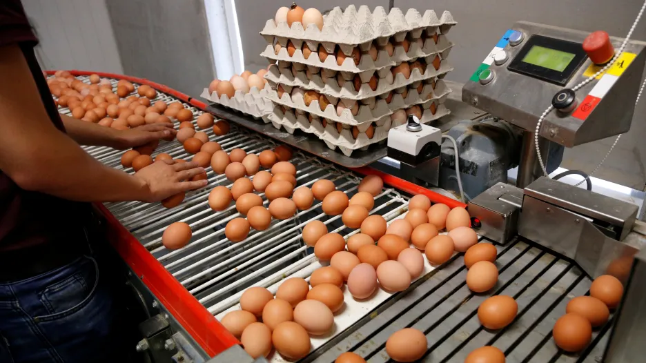Kontrola vajec na farmě v Belgii