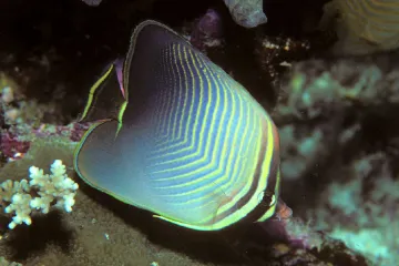 Ryby zmatené bělením korálů nepoznají nepřítele od konkurenta