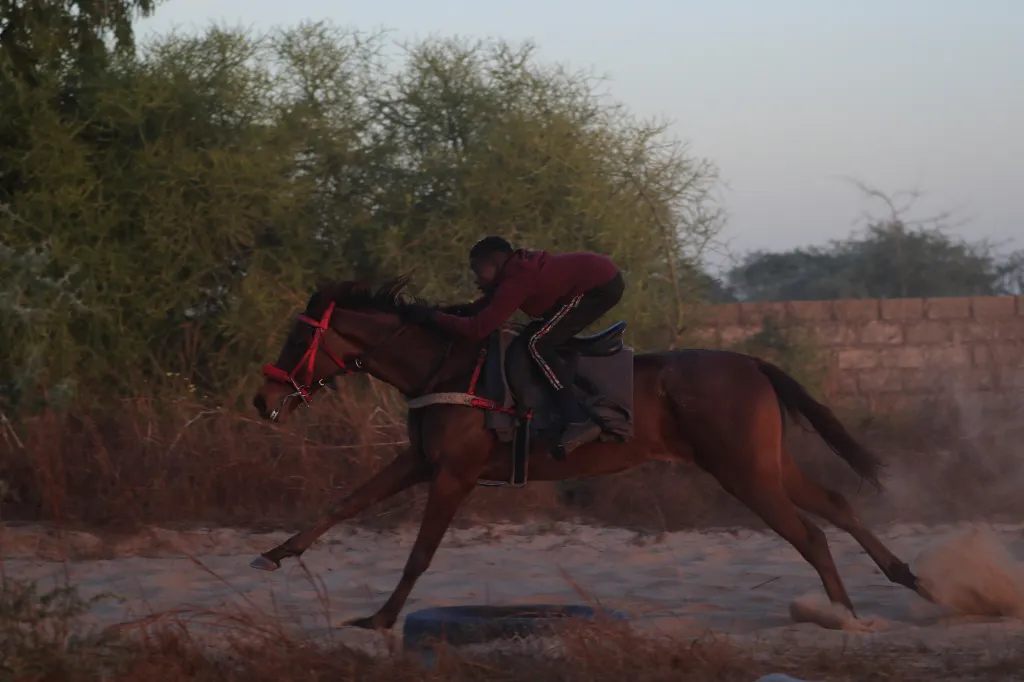 Fallou na tréninkových pláních prověřuje rychlost koně