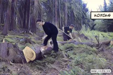 Skauti pomáhají v boji s dřevokazným kůrovcem