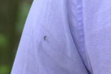 Na Moravě se množí komáři. Kalamita nehrozí, uklidňuje hygienik