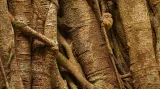 Nártoun celebeský, Sulawesi, 2014. Jeden z nejmenších primátů na Zemi žije v pralesích severního Sulawesi, kde se v denních hodinách úzce váže na spleť kořenů mohutných fíkovníků škrtičů.