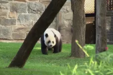 Pandy jako barometr vztahů. Čína znovu pronajme zvířata americkým zoo, dává to naději diplomacii