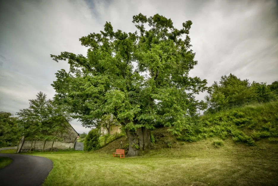 Dalším finalistou je tisíciletá lípa, která stojí v obci Janov v Moravskoslezském kraji. Stáří stromu je tisíc let