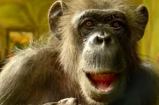 Nákladná rekonstrukce výběhu pro šimpanze v brněnské zoo se nepovedla. Budou v něm dželady