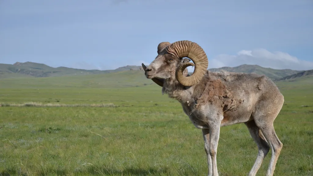 Argali