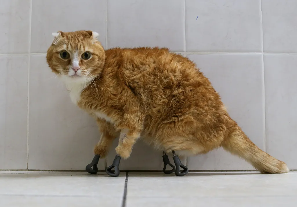 Veterinární klinika v ruském Novosibirsku vyvinula speciální protézy pro domácí mazlíčky, kteří trpí ztrátou končetiny. Zajímavostí je, že jsou implantovány přímo do kosti a jsou vyrobeny na 3D tiskárně