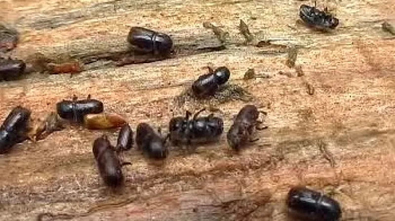 Česku hrozí kůrovcová kalamita.