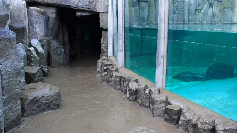 Zatopený pavilon lachtanů