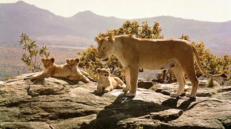 Z filmu Volání divočiny