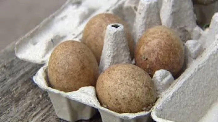 Ochránci přírody našli v Teplických skalách vejce vzácného sokola stěhovavého.