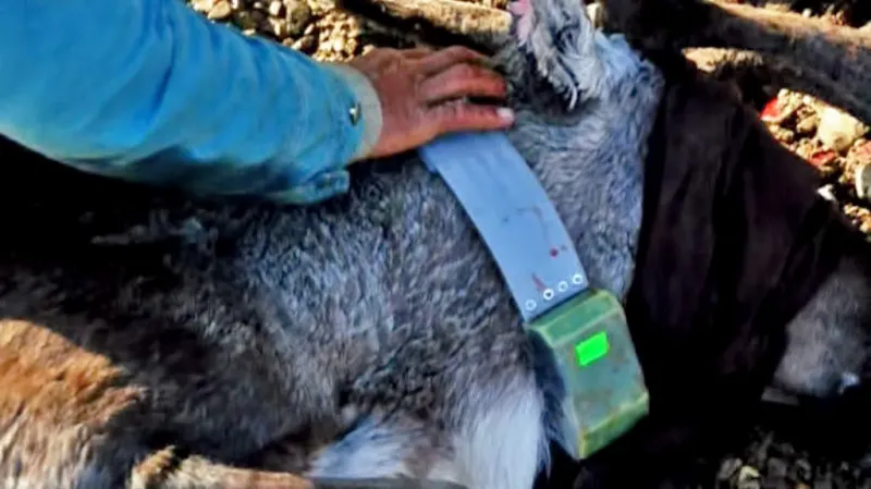 Soby na Sibiři hlídají speciální obojky