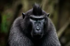 Pracovnice děčínského bistra přelstily a lapily posledního z uprchlých makaků