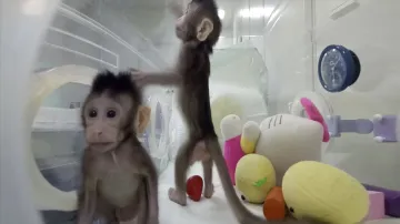 Naklonovaní makakové