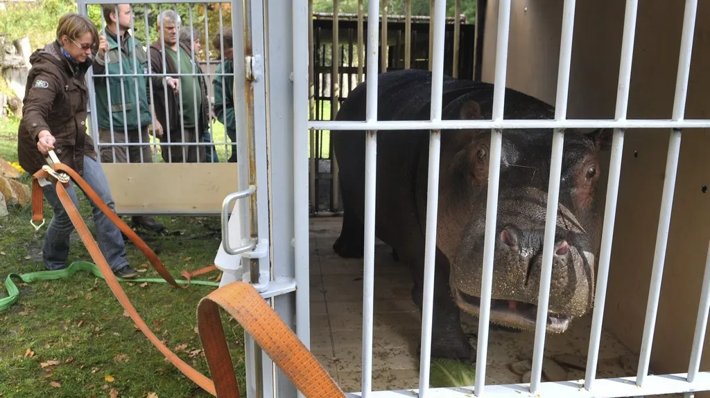 Hubert, hroch obojživelný z ostravské zoo