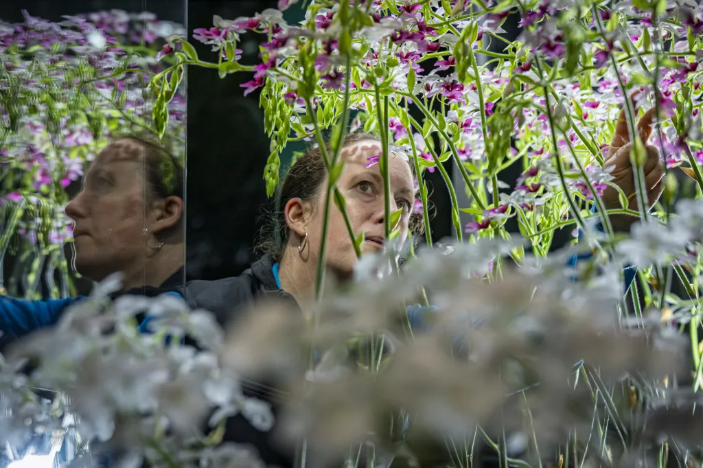 Dokončili tu také první etapu rekonstrukce skleníků. Opláštění těch dosavadních již po čtvrtstoletí dosloužilo, polykarbonát byl místy popraskaný a v jeho komůrkách se usazovala špína a prach, což snižovalo množství propouštěného světla, které je klíčové pro růst rostlin