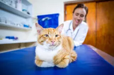 Lék pro kočky by mohl pomoci i proti covidu. Jeho testy už míří do klinické fáze
