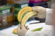 Týden ve vědě: Od zachráněných banánů po první digitální pilulku 