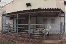 Veterináři podají trestní oznámení na majitele jatek v Hraběticích kvůli podezření z týrání zvířat