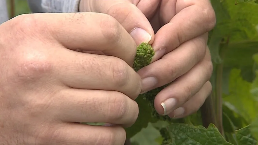 V průměru se každý rok zaragistruje jedna nová odrůda