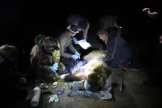 Ochránci chytili v Beskydech medvěda. Genetická analýza ukáže, zda jde o zvíře, které se pohybovalo na Valašsku