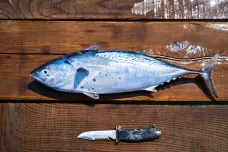 Americké ryby jsou plné věčných chemikálií, ukázal výzkum. Evropa už volá po zákazu těchto látek