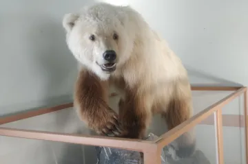 Pizzly je hybridní potomek klimatické změny. Těchto medvědů rychle přibývá