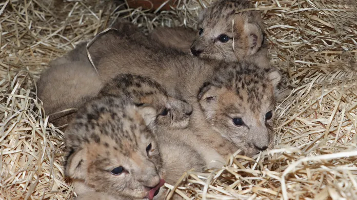 Lvíčata narozená v květnu 2022 v Zoo Plzeň