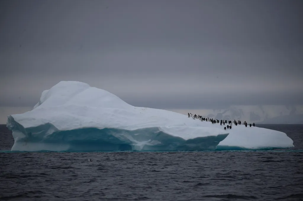 Tučňáci uzdičkoví se zpravidla zdržují pouze u břehu. Na snímku jsou však výjimečně vidět na otevřeném moři u Lemaire Channel