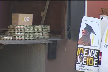 Likvidace slepic kvůli salmonele končí. Veterináři utratili 65 tisíc kusů